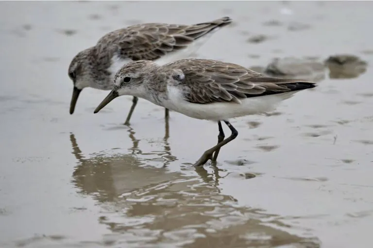 A grande jornada das aves migratórias – e dos pesquisadores que lutam para conservá-las