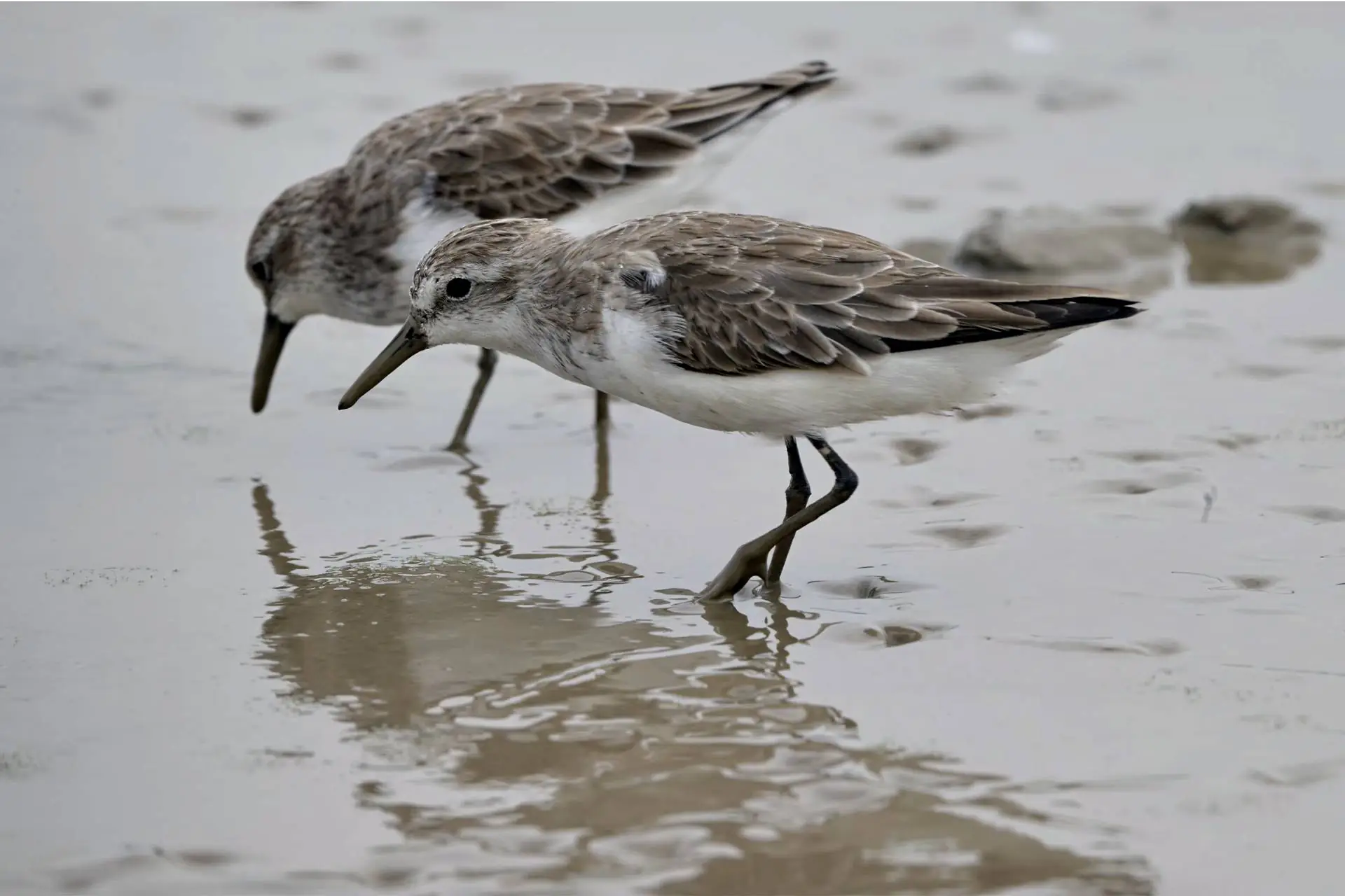 A grande jornada das aves migratórias – e dos pesquisadores que lutam para conservá-las