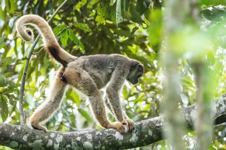 A volta dos muriquis às matas de Ibitipoca, em Minas Gerais