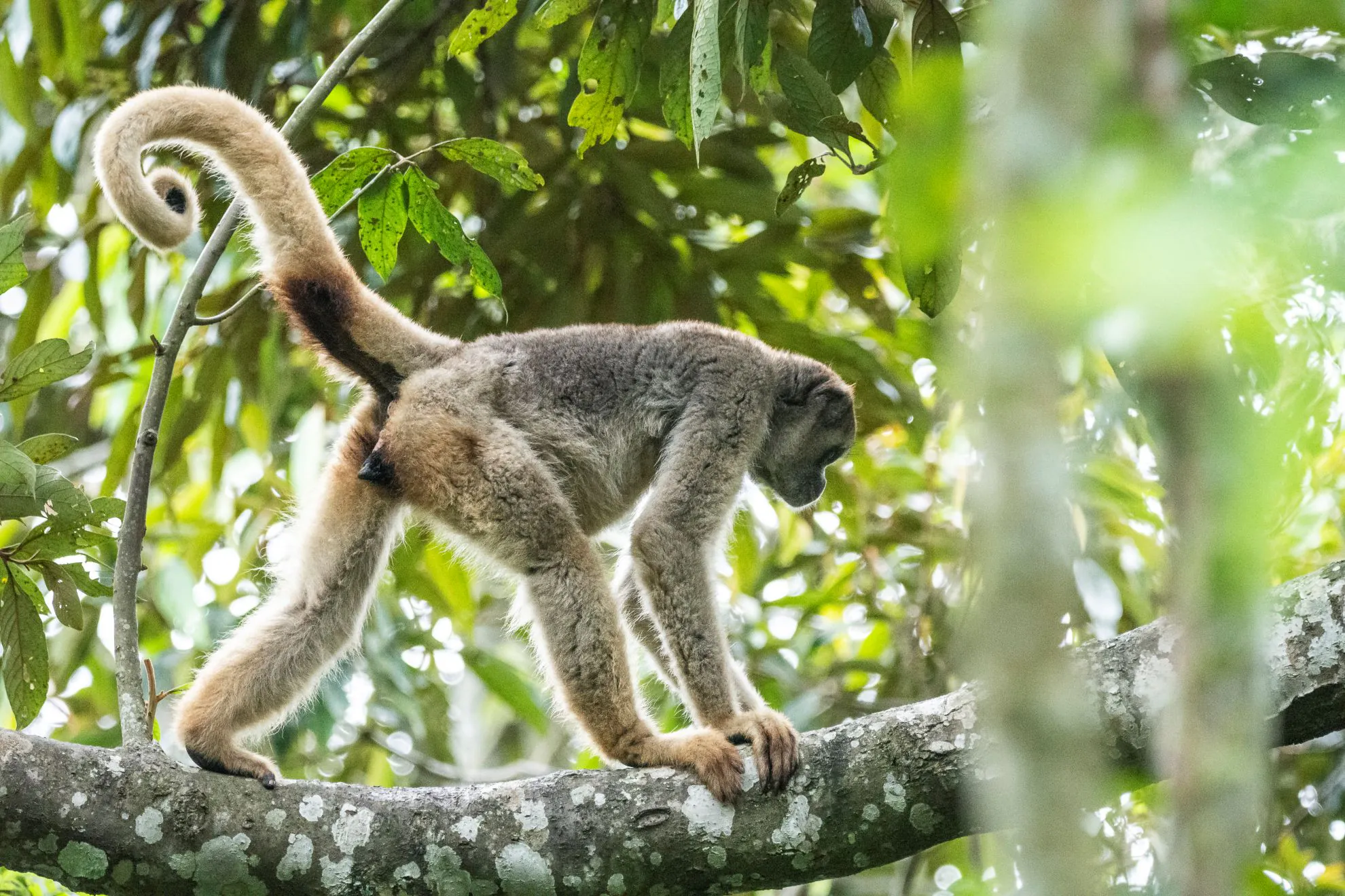 A volta dos muriquis às matas de Ibitipoca, em Minas Gerais