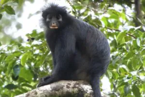 Cientistas descobrem espécie de macaco que passou anos “escondida” na floresta congolesa