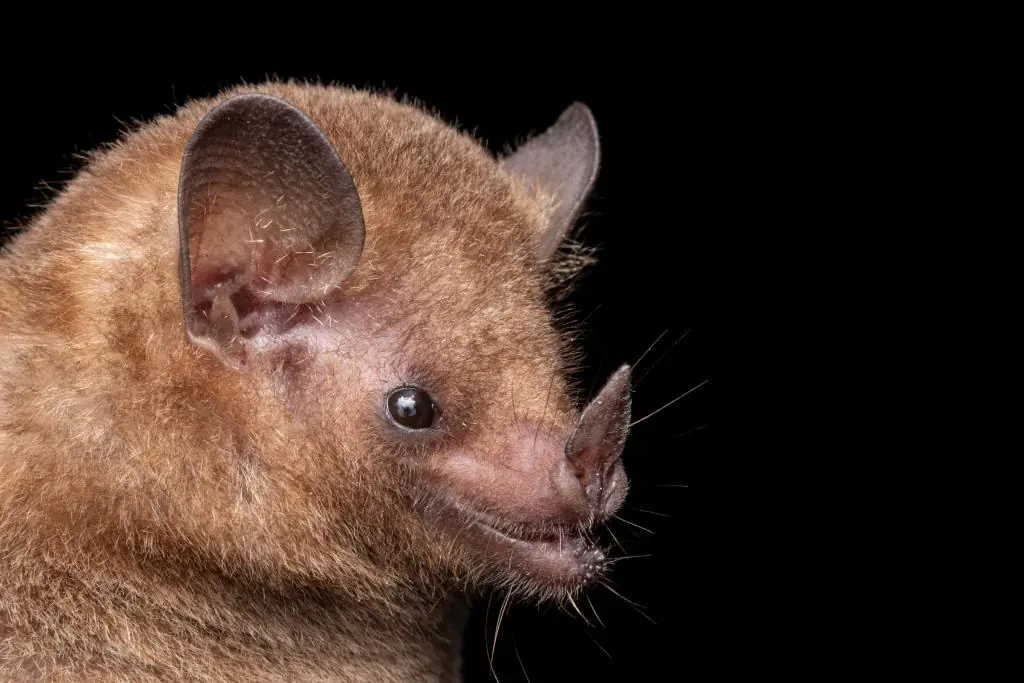 Coextinção: quando a perda de uma espécie significa o fim de outra