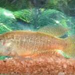 Como uma memória de infância levou à descoberta de um peixe no Ceará