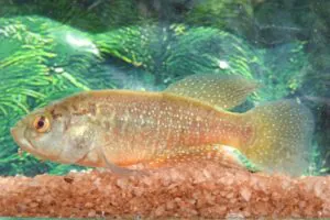 Como uma memória de infância levou à descoberta de um peixe no Ceará