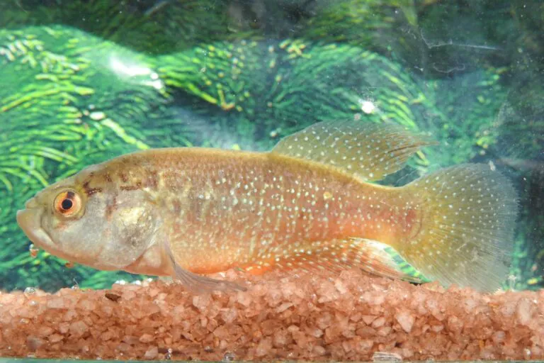 Como uma memória de infância levou à descoberta de um peixe no Ceará