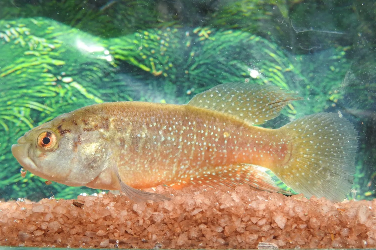 Como uma memória de infância levou à descoberta de um peixe no Ceará