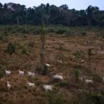 Jader Barbalho quer urgência para reduzir Floresta Nacional do Jamanxim