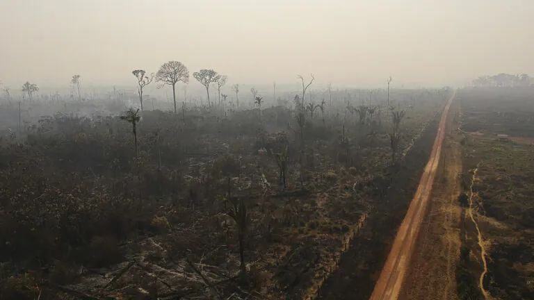 Por que os desmatadores investem em destruir a floresta amazônica –1: introdução à série
