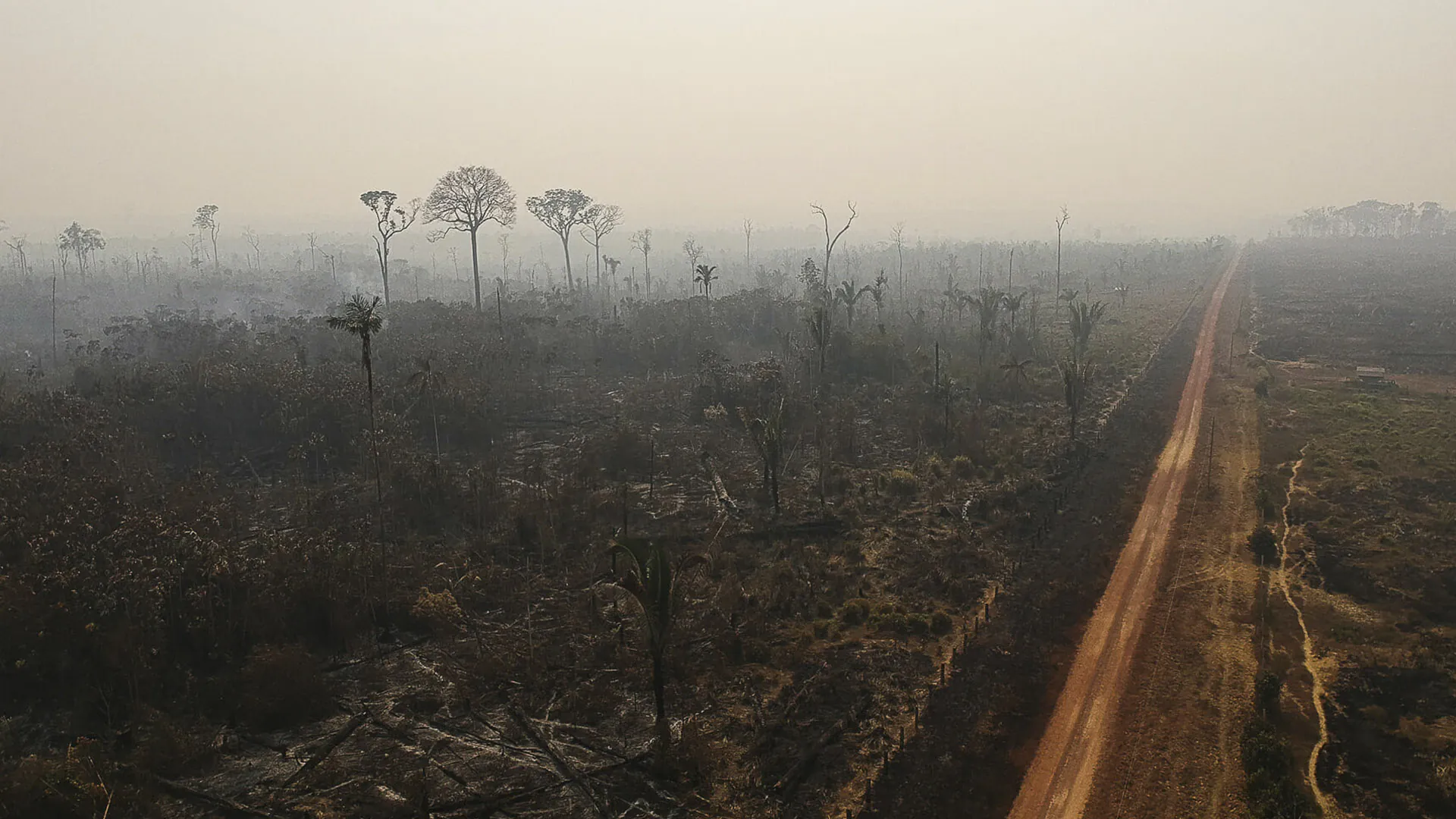 Por que os desmatadores investem em destruir a floresta amazônica –1: introdução à série