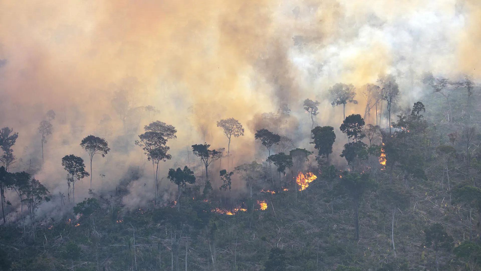 Super El Niño impõe riscos de incêndios florestais na Amazônia