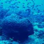 ONGs se juntam por novas áreas protegidas marinhas nos mares brasileiros