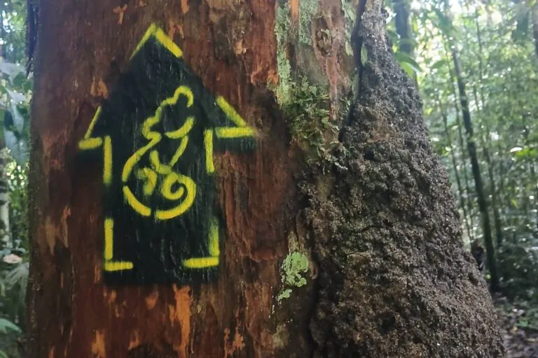 Pegadas amarelas e pretas da Rede Brasileira de Trilhas chegam no maior parque do país