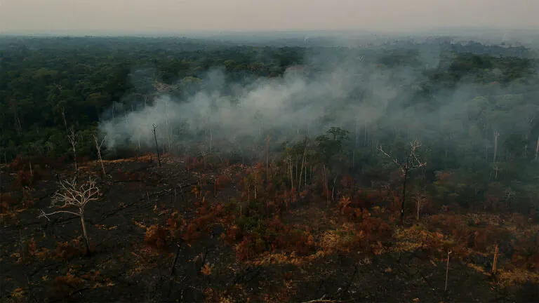 Por que os desmatadores investem em destruir a floresta amazônica – 6: commodities e fatores locais de desmatamento