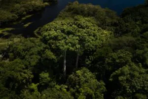 Quase 600 áreas protegidas da Amazônia não registraram desmatamento no primeiro semestre