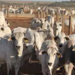 SEEG aponta 37 caminhos para reduzir emissões de metano no Brasil