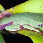 Vírus letal reduz em 83% população de pererecas em reserva da Mata Atlântica