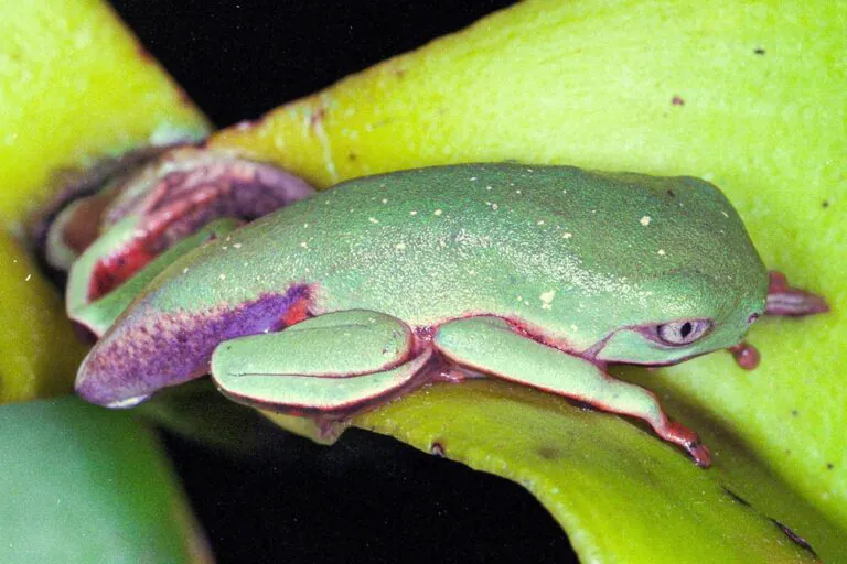 Vírus letal reduz em 83% população de pererecas em reserva da Mata Atlântica