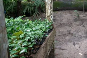 A restauração na Amazônia começa a sair da meta e entrar na propriedade