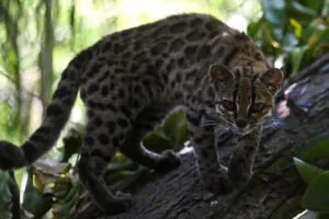 Depois de 100 anos, ciência identifica nova espécie de felino na Bolívia