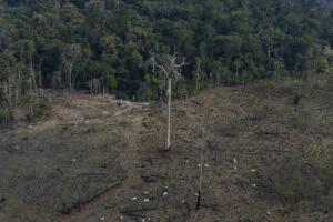 Desmatamento e um futuro perigoso em Lábrea - 2: desmatamento na Amazônia e no foco de Lábrea