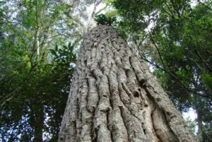 Estudo revela  impacto da poluição do ar nas árvores da Mata Atlântica paulista