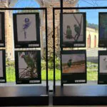 Exposição reúne artistas de nove países em defesa de espécies ameaçadas da Mata Atlântica