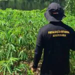 Meta de rastreabilidade do Pará exige que cada agente identifique mais de 60 bois por dia