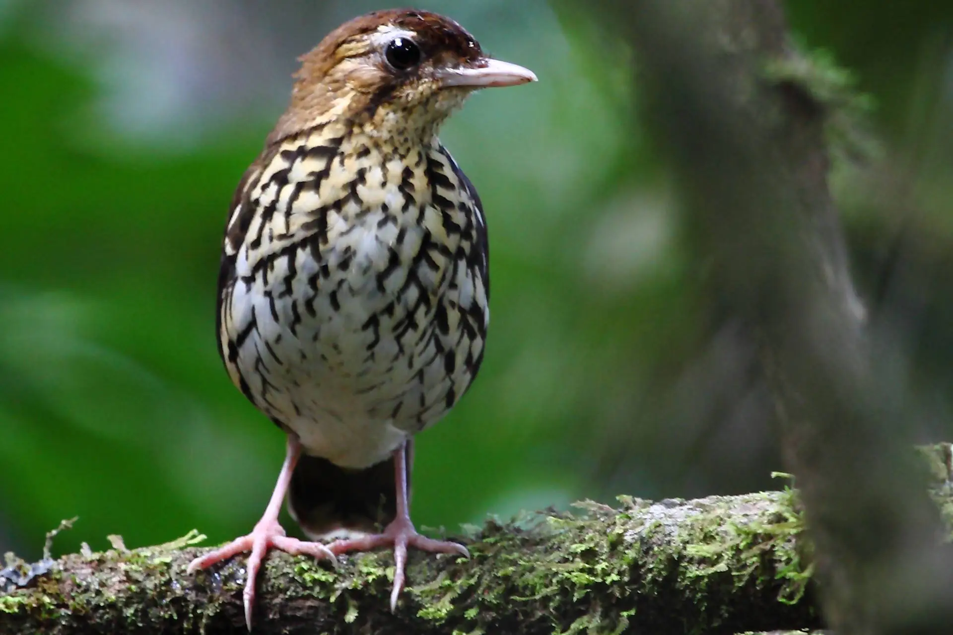 Nova espécie de ave é identificada na Serra de Baturité, no Ceará
