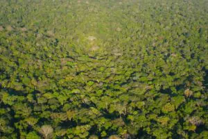Por que conscientizar as crianças sobre a preservação da Amazônia?