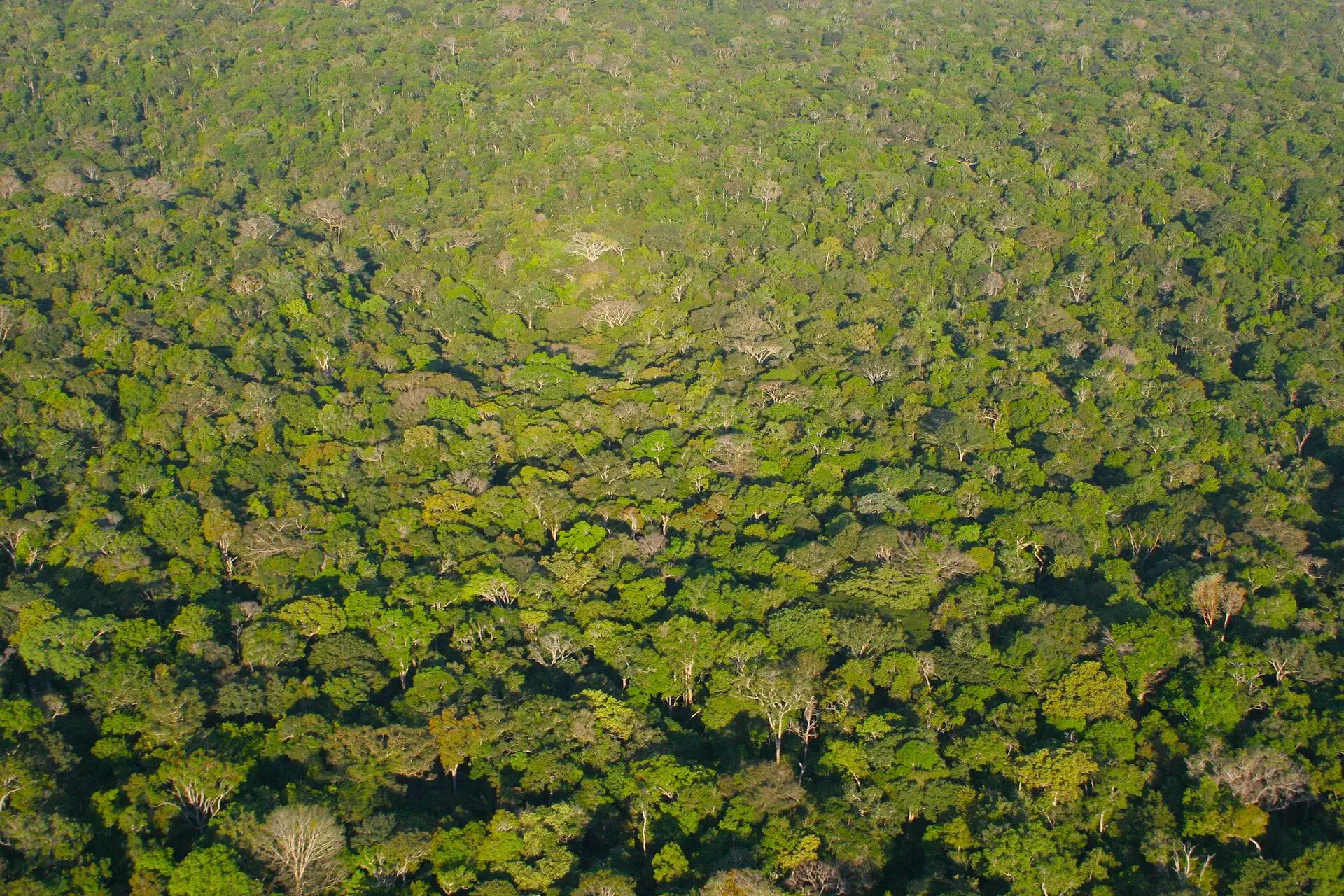 Por que conscientizar as crianças sobre a preservação da Amazônia?