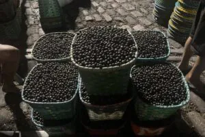 Açaí manejado: produto da extração vegetal ou cultivo agrícola?
