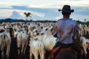 Agricultura familiar do PA mira além da rastreabilidade e dá fôlego à Pecuária Sustentável