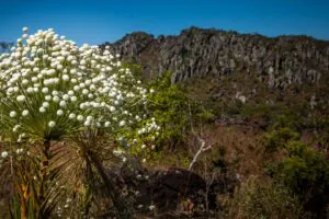Conservação da Serra dos Pireneus, Goiás, é fortalecida com mosaico inédito de RPPNs