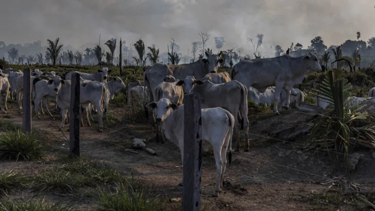 Desmatamento e um futuro perigoso em Lábrea - 7: resultados sobre a trajetória final do desmatamento