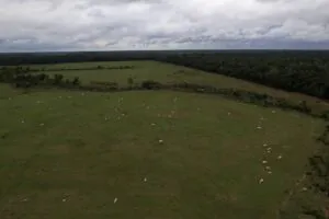 Desmatamento na Amazônia atinge menor nível da série histórica em 2025