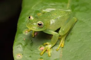 Nova espécie de perereca-de-vidro é descoberta no coração do Cerrado