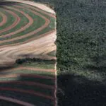 Produtos da floresta valem 20 vezes menos que agrícolas