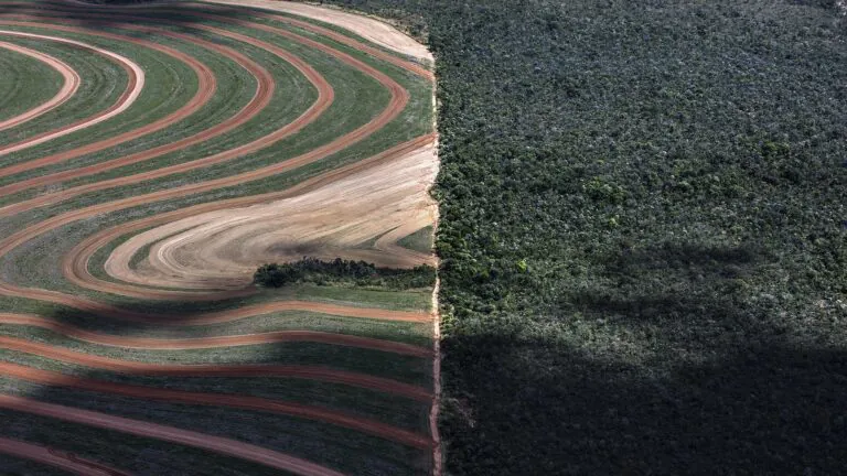 Produtos da floresta valem 20 vezes menos que agrícolas